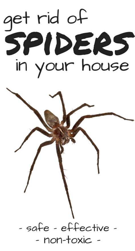 How To Get Rid Of Brown Recluse Spiders I Can Teach My Child Get