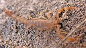 Small Scorpion Serradigitus Bugguidenet