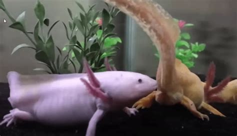 Axolotl Breeding How Do Axolotls Reproduce Famillypet