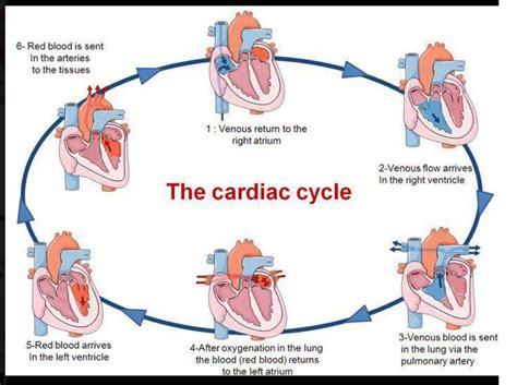 Flow Chart Of The Cardiac Cycle
