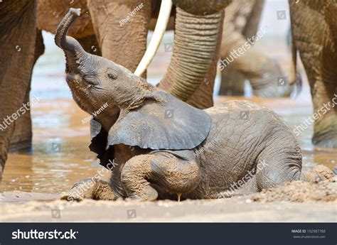Baby Elephant Playing Trunk Air Stock Photo 192987788 Shutterstock