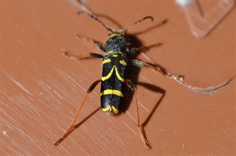 Wasp Beetle Clytus Arietis British Nature Guide