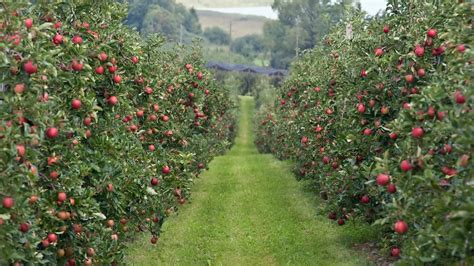 Snow Crash My Lessons From Owning An Apple Orchard