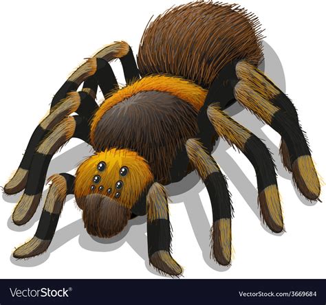 A Tarantula Spider Royalty Free Vector Image Vectorstock