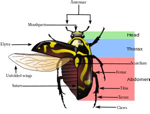 Sistem Pernapasan Pada Kumbang Biologi And Scinece