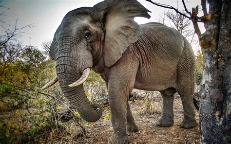 Download Wallpapers Elephant Wildlife Africa Trunk Tusks Big