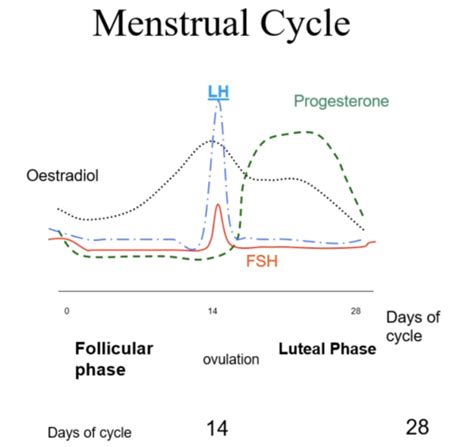 Puberty Secondary Sexual Characteristics Menstrual Cycle And