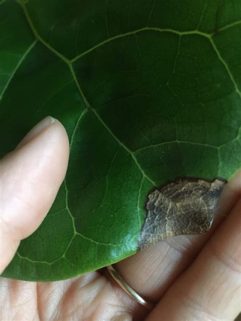 Bacterial Infection Vs Dryness The Fiddle Leaf Fig Plant Resource