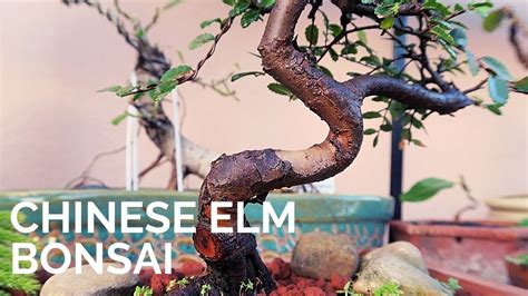 Chinese Elm Bonsai Pruning And Repotting Youtube