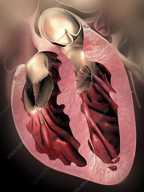Human Heart Anatomical Artwork Stock Image C0043263 Science