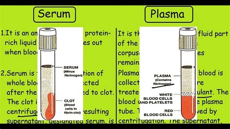 Serum Vs Plasma Quick Differences And Comparisons Youtube