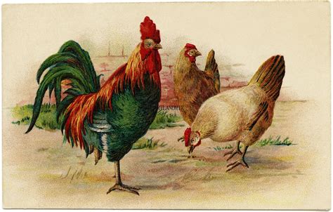 Antique Vintage Rooster Chicken Download Printable Wall Art Etsy
