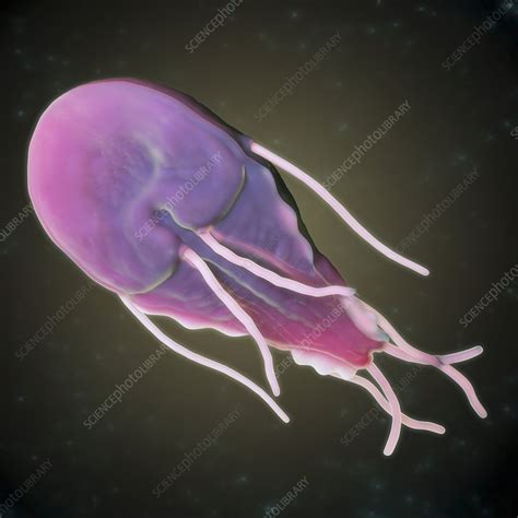 Giardia Lamblia Parasite Artwork Stock Image C Science Photo Library