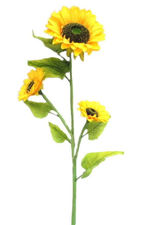 Sunflower 3 Heads 47 Stem