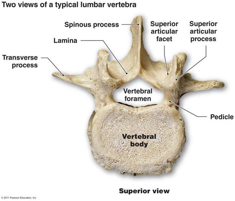 Anatomy Of Human Vertebrae Vertebrae Human Spine