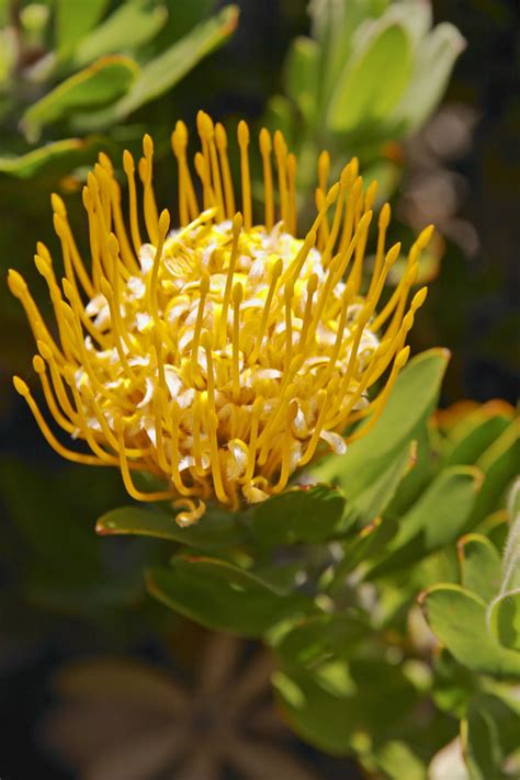 Proteas fue el nombre con el que se denominó al caballito de mar elegido como mascota oficial de los juegos paralímpicos. Photographs of Proteas