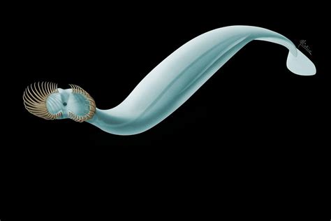 Scientists Identify Tiny Prehistoric Sea Worm With Venus Flytrap Like