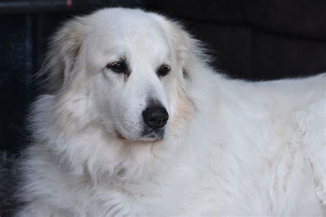 Can Great Pyrenees Have Black Spots