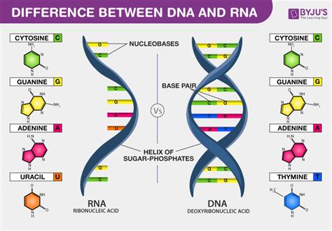 Introduction And Differences Between Dna And Rna B T Ch Xanh