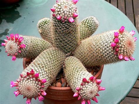 Mammillaria Matudae Thumb Cactus World Of Succulents Cactus