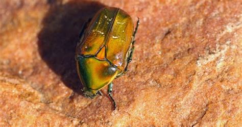 Mobugs Emerald Euphoria Beetle