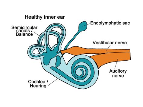 Anatomy Of The Right Tympanic Cavity And Inner Ear Ph