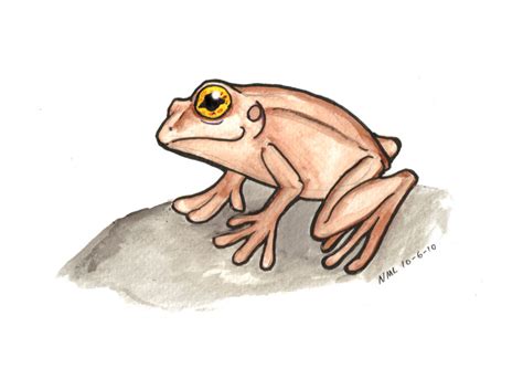 The Best Free Coqui Drawing Images Download From 63 Free Drawings Of