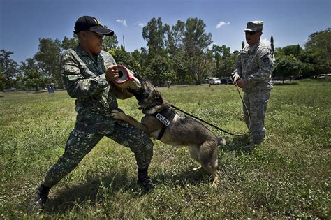 K 9 Handlers During Bite Training With Philippine Military Flickr