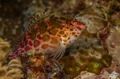 Spotted Hawkfish Facts Photographs Seaunseen