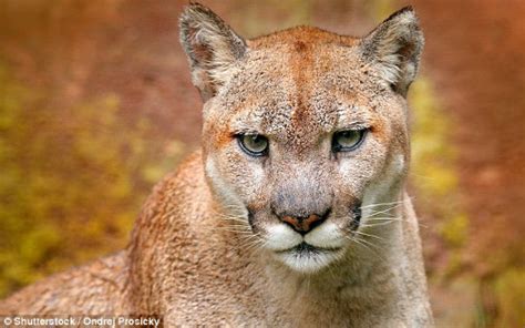 Eastern Puma Officially Declared Extinct Akipress News Agency