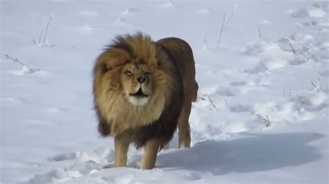 Lions In The Snow And Winter Compilation 1 Youtube