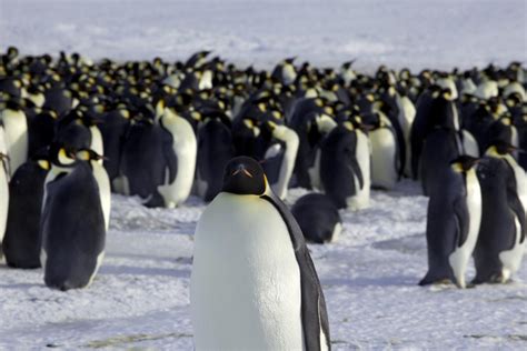 Watch Emperor Penguins In Antarctica Find Camera On Ice
