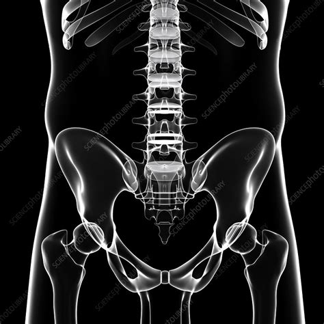 Human Pelvic Bones Artwork Stock Image F0073002 Science Photo