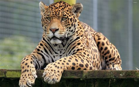 See more ideas about wild cats, animals wild, jaguar. Wallpaper Jaguar Animal : Jaguar Animal Ultra Hd Desktop ...