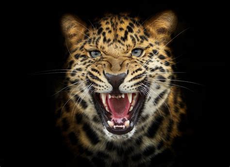 Black Leopard Background ·① Wallpapertag