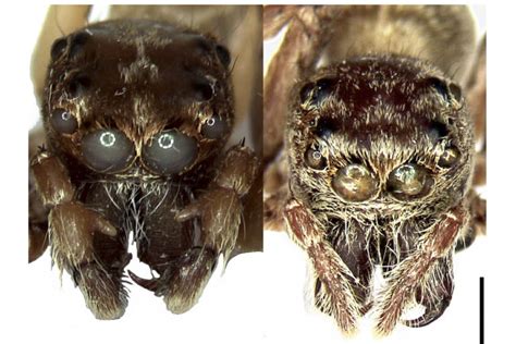 Sex Organs Reveal New Jumping Spider Species In The