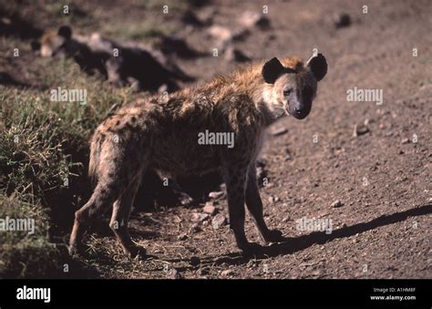Hyena Yawning Hi Res Stock Photography And Images Alamy