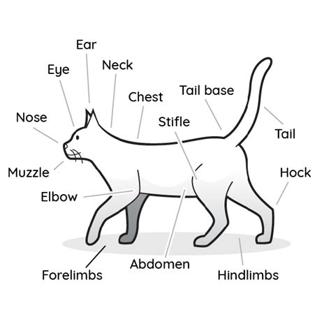 Cats, also called domestic cats (felis catus), are small, carnivorous mammals, of the family felidae. VetCheck | Annotated Cat Body Diagram