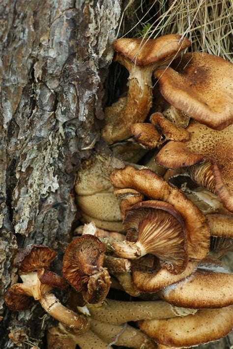 Mushrooms Growing On Old Tree Stump Like The Way They Grow Flickr
