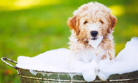 Thus this gentle baby shampoo and wash is safe for your pet dog. How Often Should I Bathe My Goldendoodle? What About ...