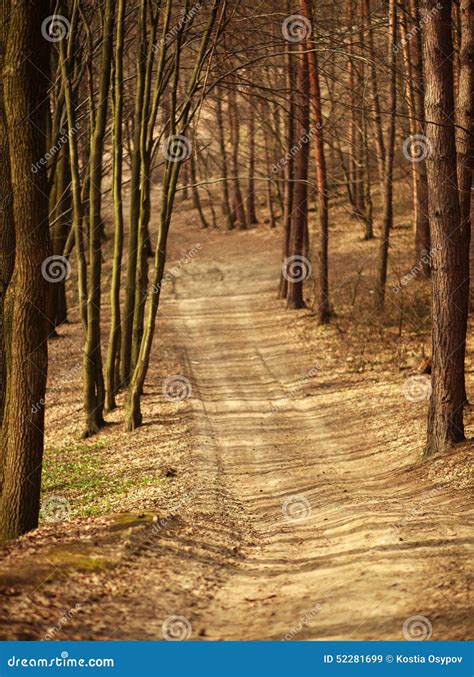 Path In Old Forest Road Between Trees Stock Image Image Of Rural