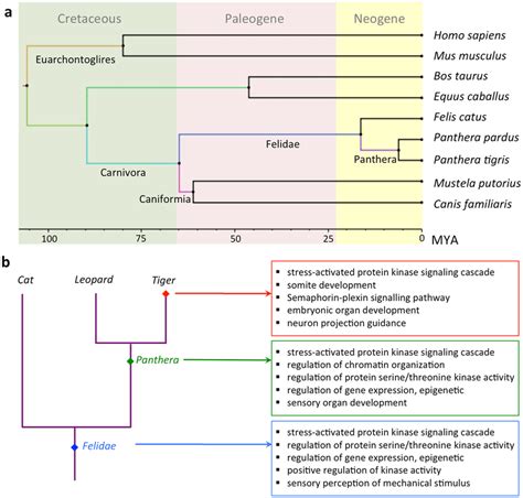 Phylogeny And Positive Selection In The Lineage Leading To Tiger A