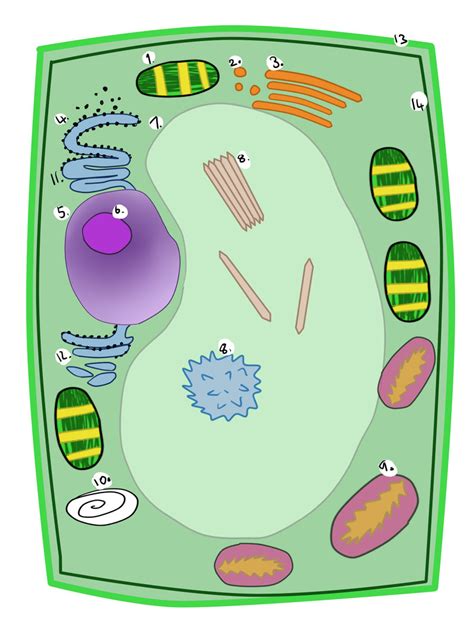 Plant Cell Without Labels Clip Art Library