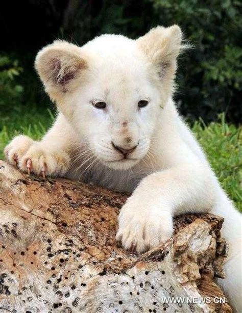 White Lion Cub Lions Photo 26193071 Fanpop
