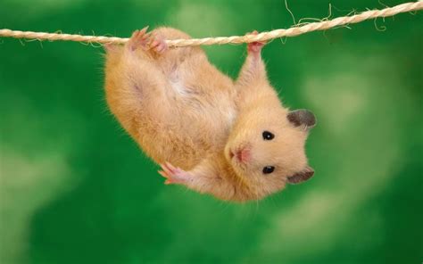 49 Best Hamster Images On Pinterest Cute Pictures Robo