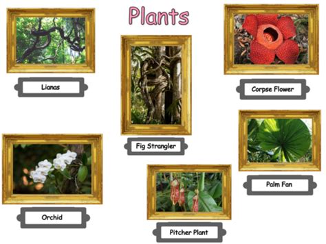 Tropical Rainforest Plant Adaptations Lesson And Worksheets Teaching