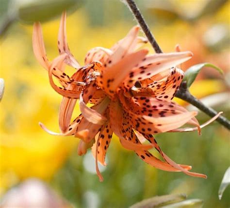 Lilium Lancifolium Flore Pleno Double Tiger Lily