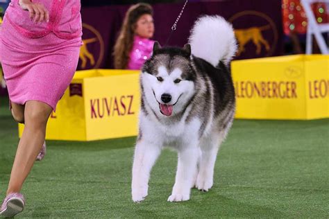 The Westminster Dog Show Is Back Heres How To Watch Every Minute Of