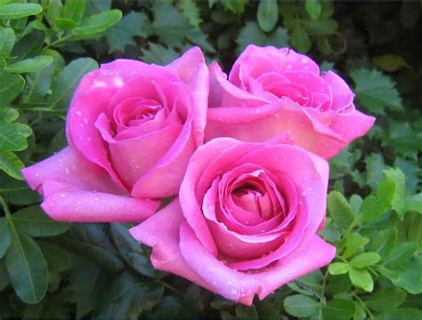 Setek mawar bisa ditanam menjadi bunga baru yang cantik dan subur. Gambar Bunga Mawar Pink - Mawar Ku