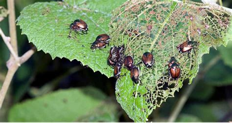 Insect Pest Management Global Plant Protection News